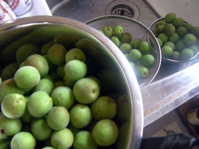 梅うめウメume!