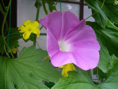 一年越しの垣根朝顔
