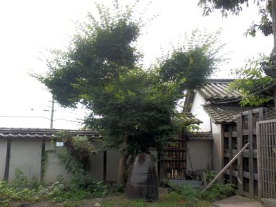 伸び放題の庭木。もみじ