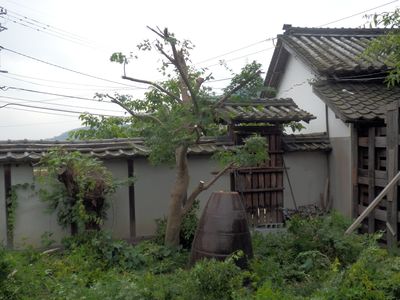 すっきりさっぱり紅葉