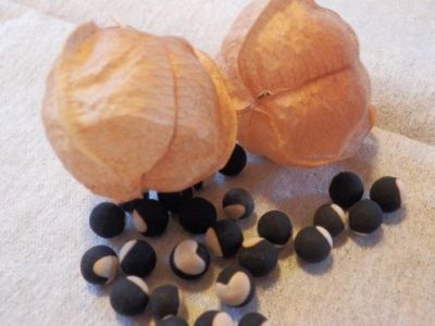 ふうせんかずら種がいっぱい