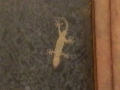 家守ヤモリ