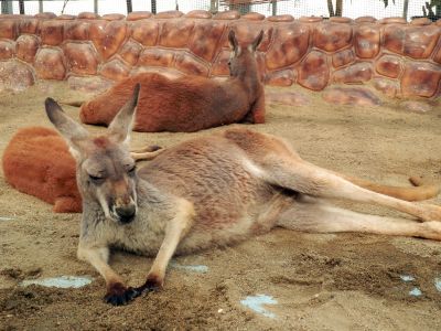 カンガルー
