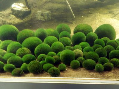 阿寒湖のまりも