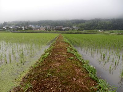進みたい道