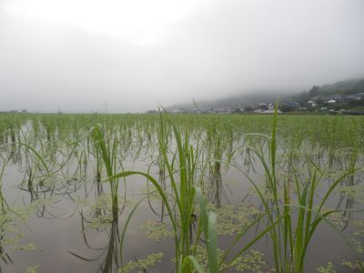 朝もやをまとう田んぼの景色