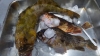 初夏の釣り
