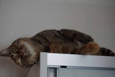DSC08498 - コピー.JPG
