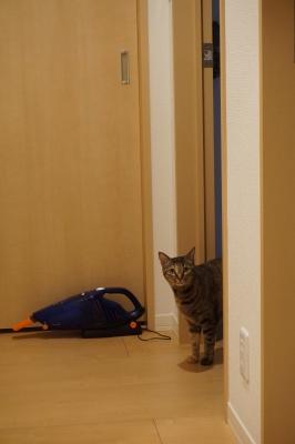 DSC08157 - コピー.JPG