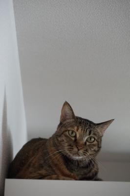 DSC08422 - コピー.JPG