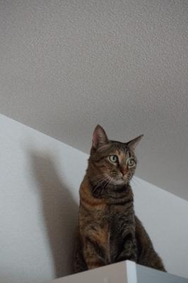 DSC08321 - コピー.JPG