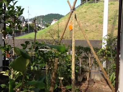 木抜く