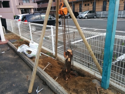 スカイロケット抜根
