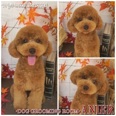 Anier～Dog Grooming Room～アニエル ドッグ・グルーミング・ルーム