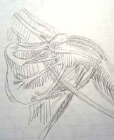 これは、肩の筋の模写