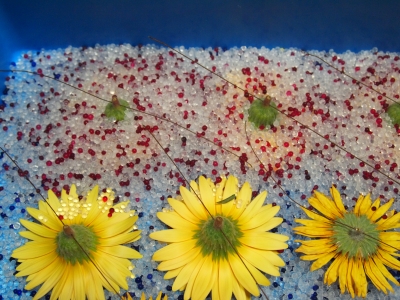 How To Dried Flowers 作る楽しさ My Art Works