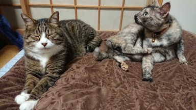 猫