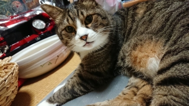 猫