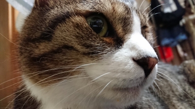 猫