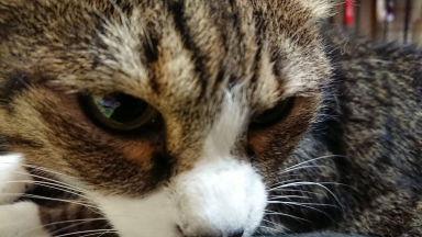 猫