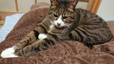 猫