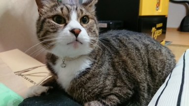 猫
