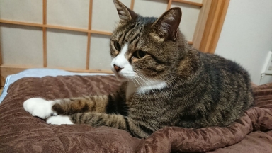 猫