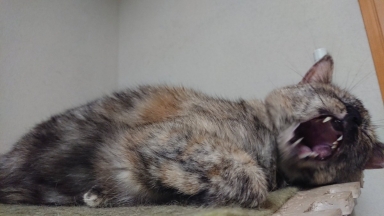 猫