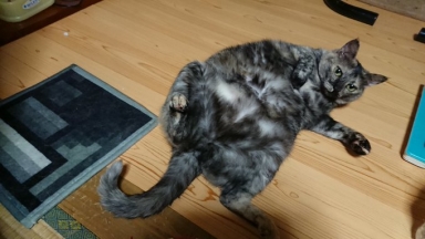 猫