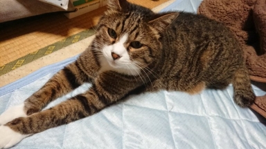 猫