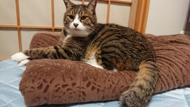 猫