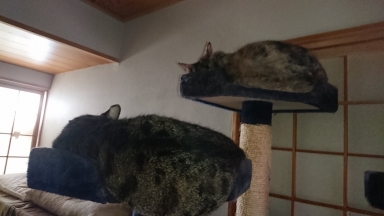 猫