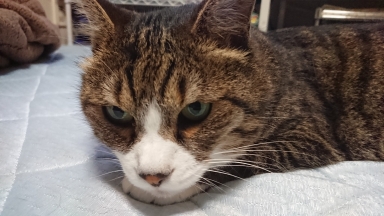 猫
