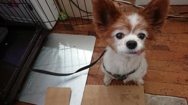 犬