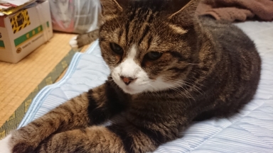 猫