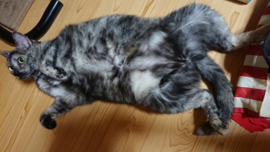 猫