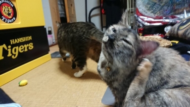 猫