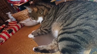 猫