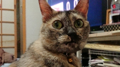 猫