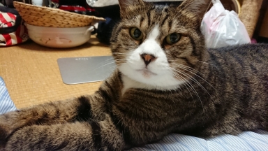 猫