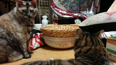 猫