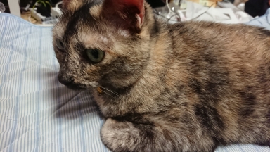 猫