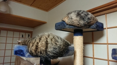 猫