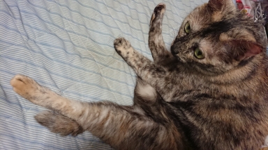 猫