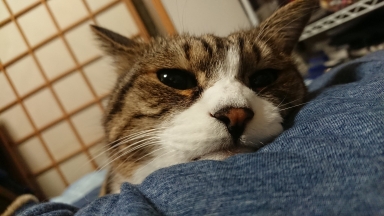 猫