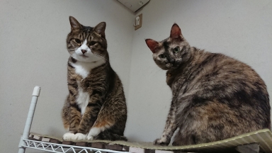 猫