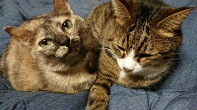 猫