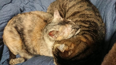猫