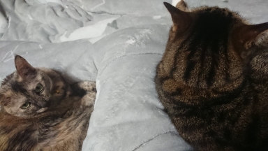 猫