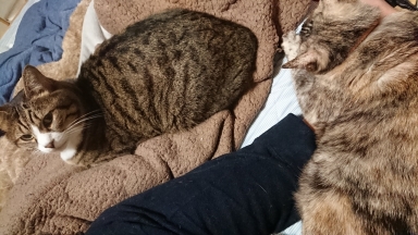 猫